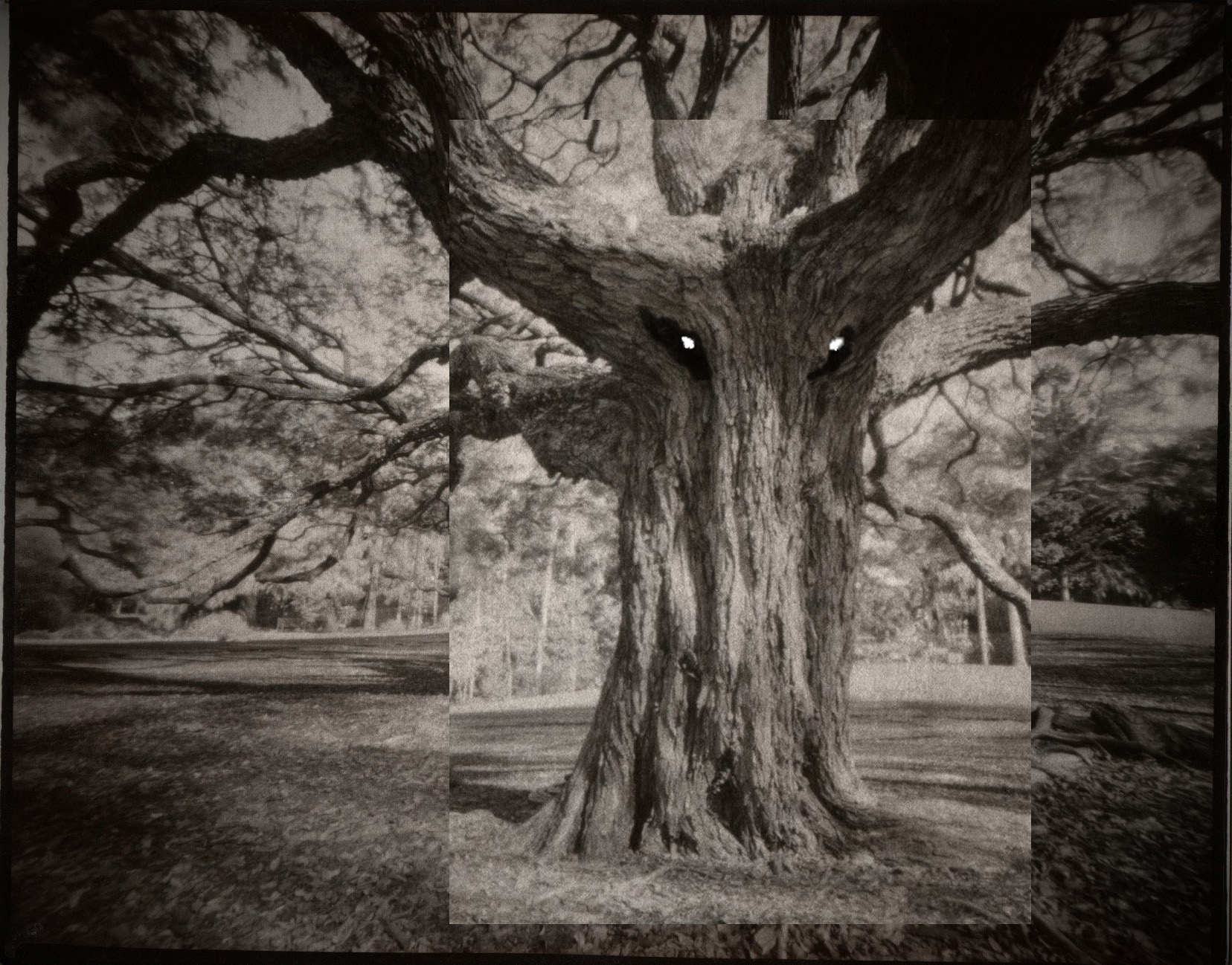 Steve the tree v3 copy.jpg