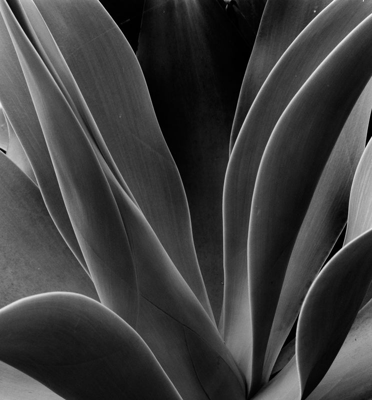 succulent-maui-2015.jpg