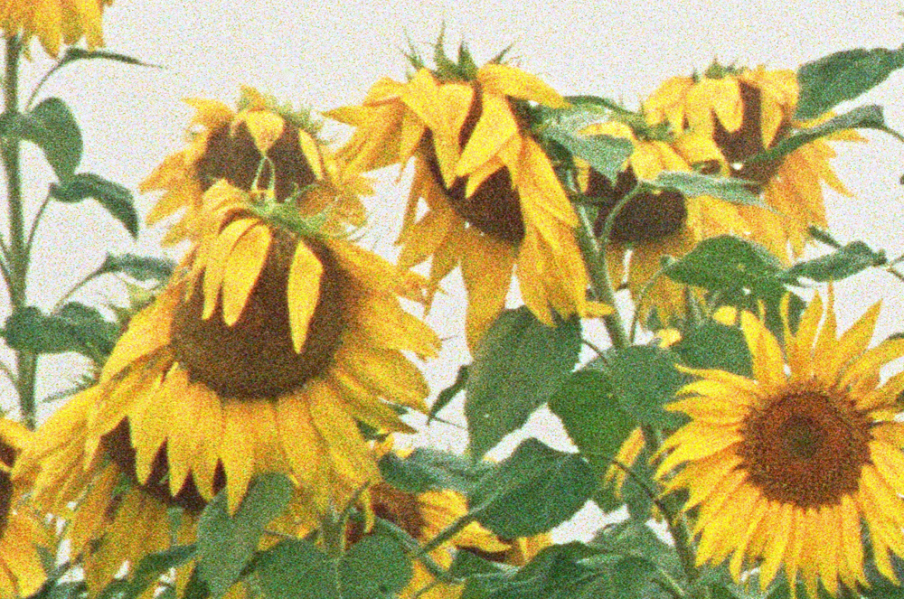 sunflowers-portra400-grain.jpg