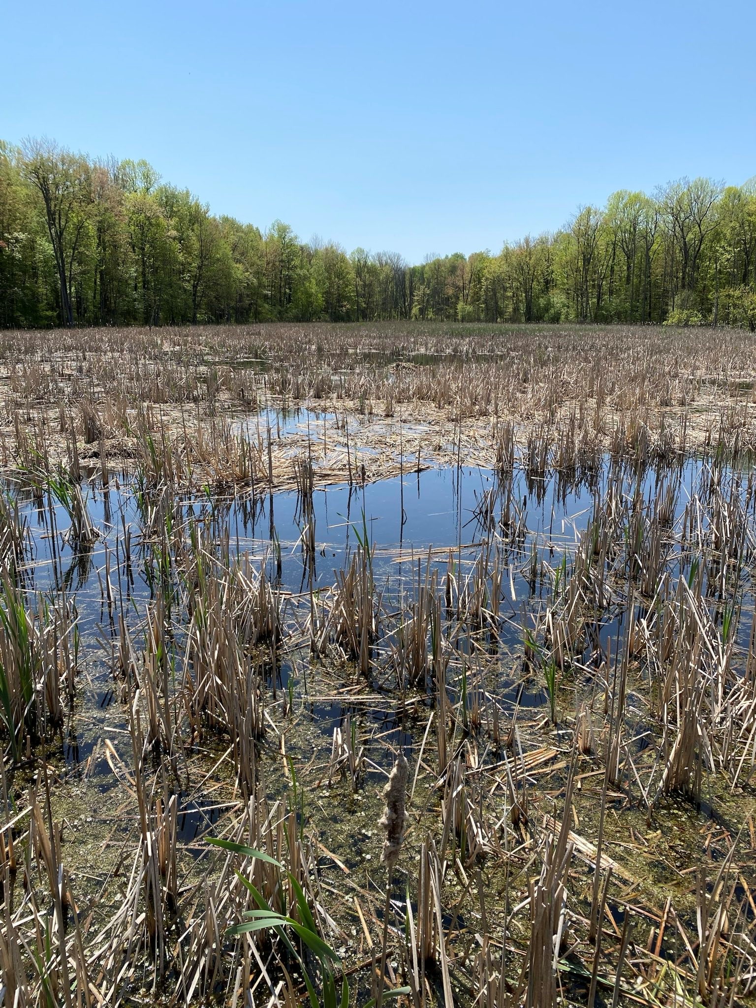 swamp.jpg