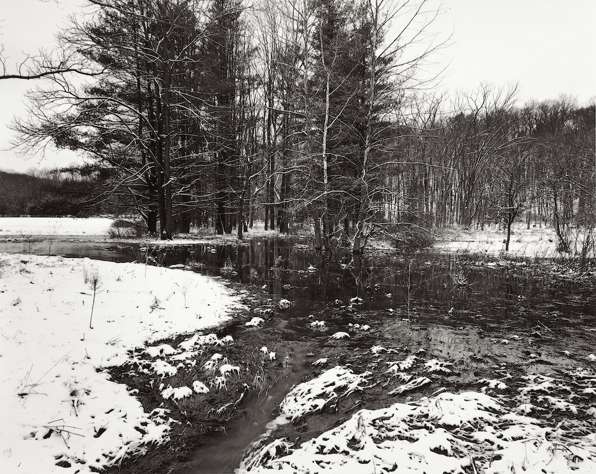 Swamp Snow Trees 1200.JPG