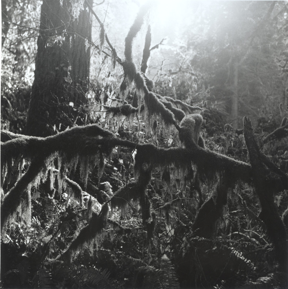 sweet creek 202111122 frame04 print scaled.jpg