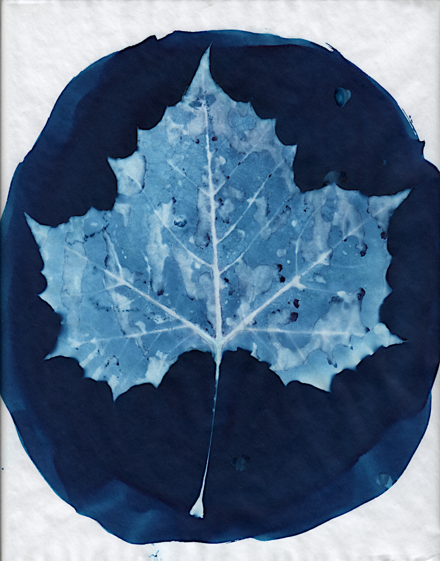 sycamore0002.jpg