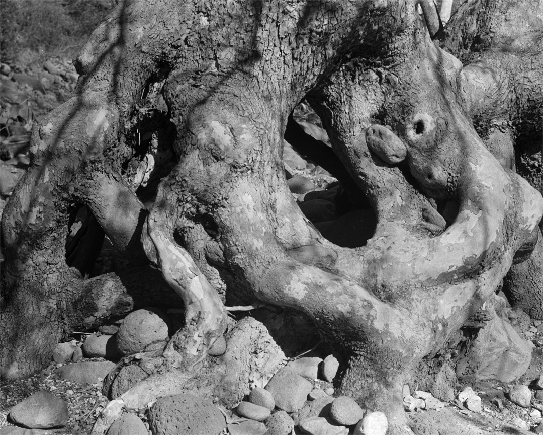 -SycamoreGrasaHopper- 2x3 Speed 101mm  f11@30th.jpg