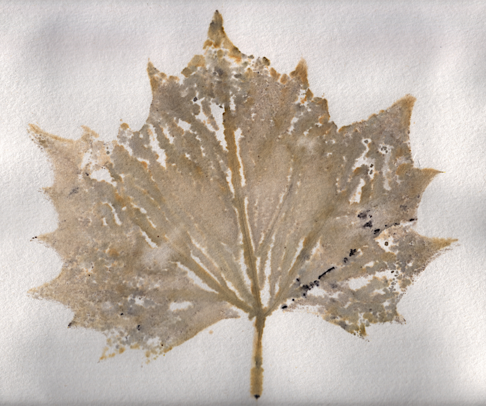 sycamoretannigram.jpg