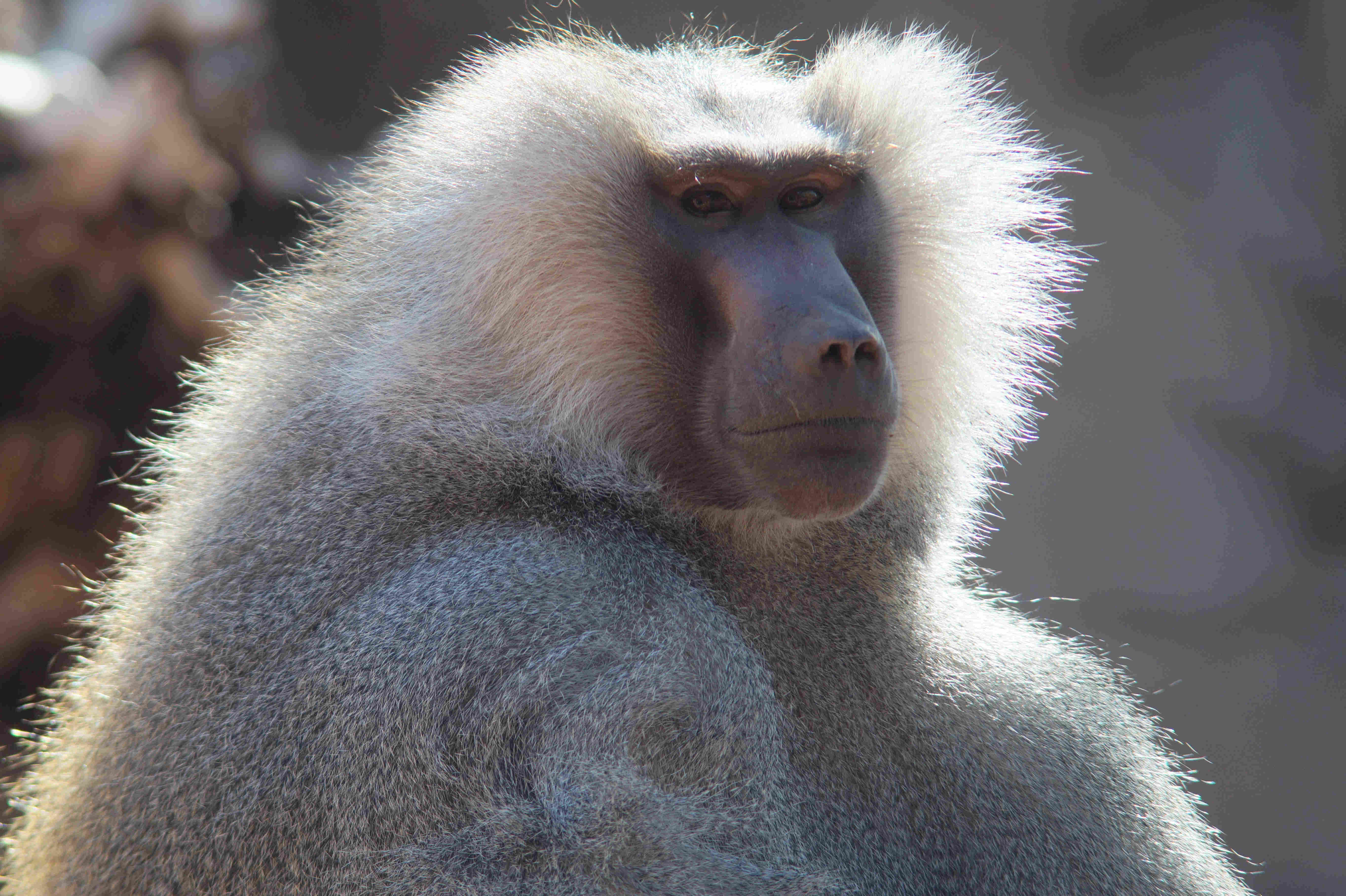 Test Sony with Mirdanda 80 to 200 3.5  close up 2.jpg