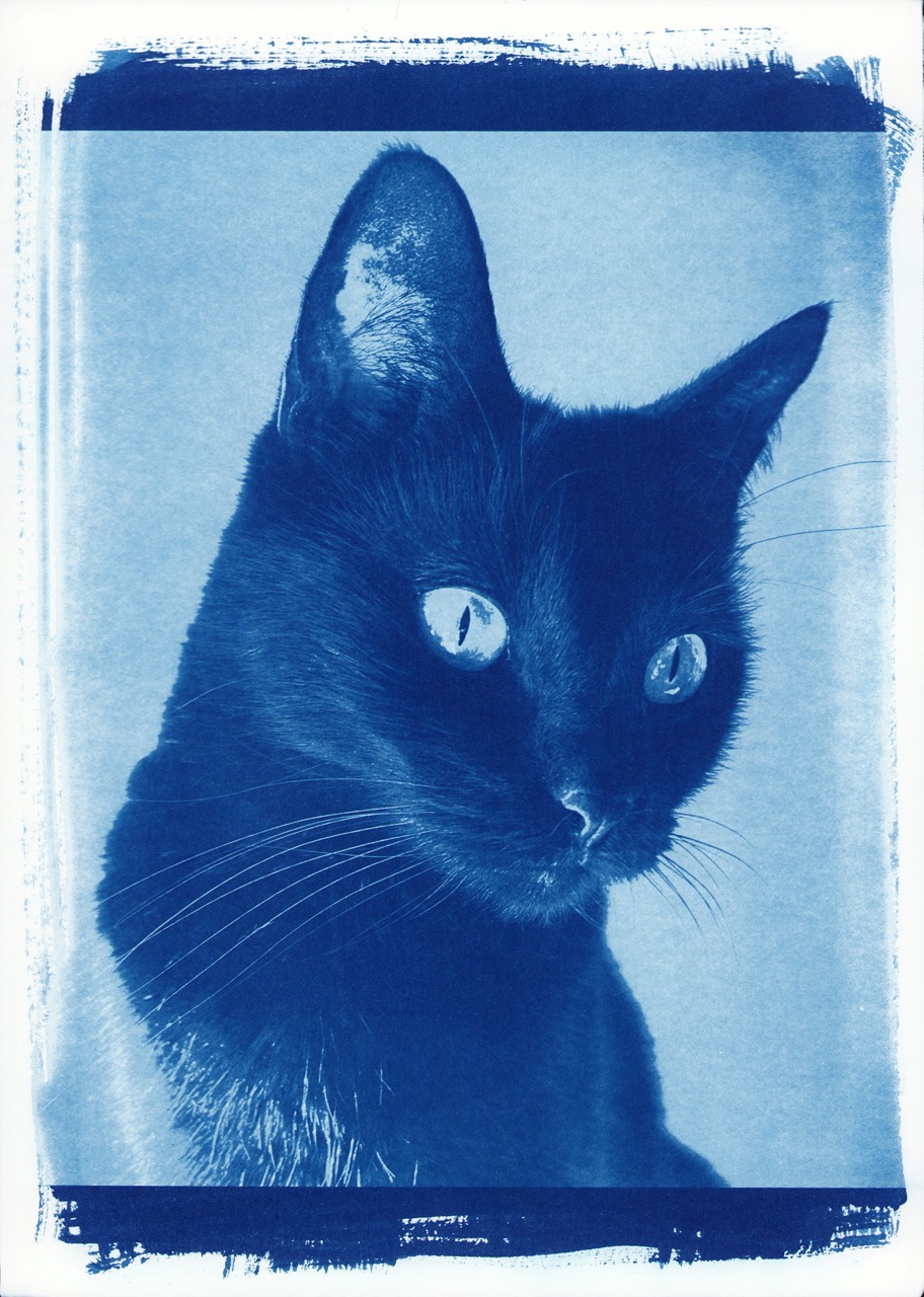 tiny-cat-small.jpeg