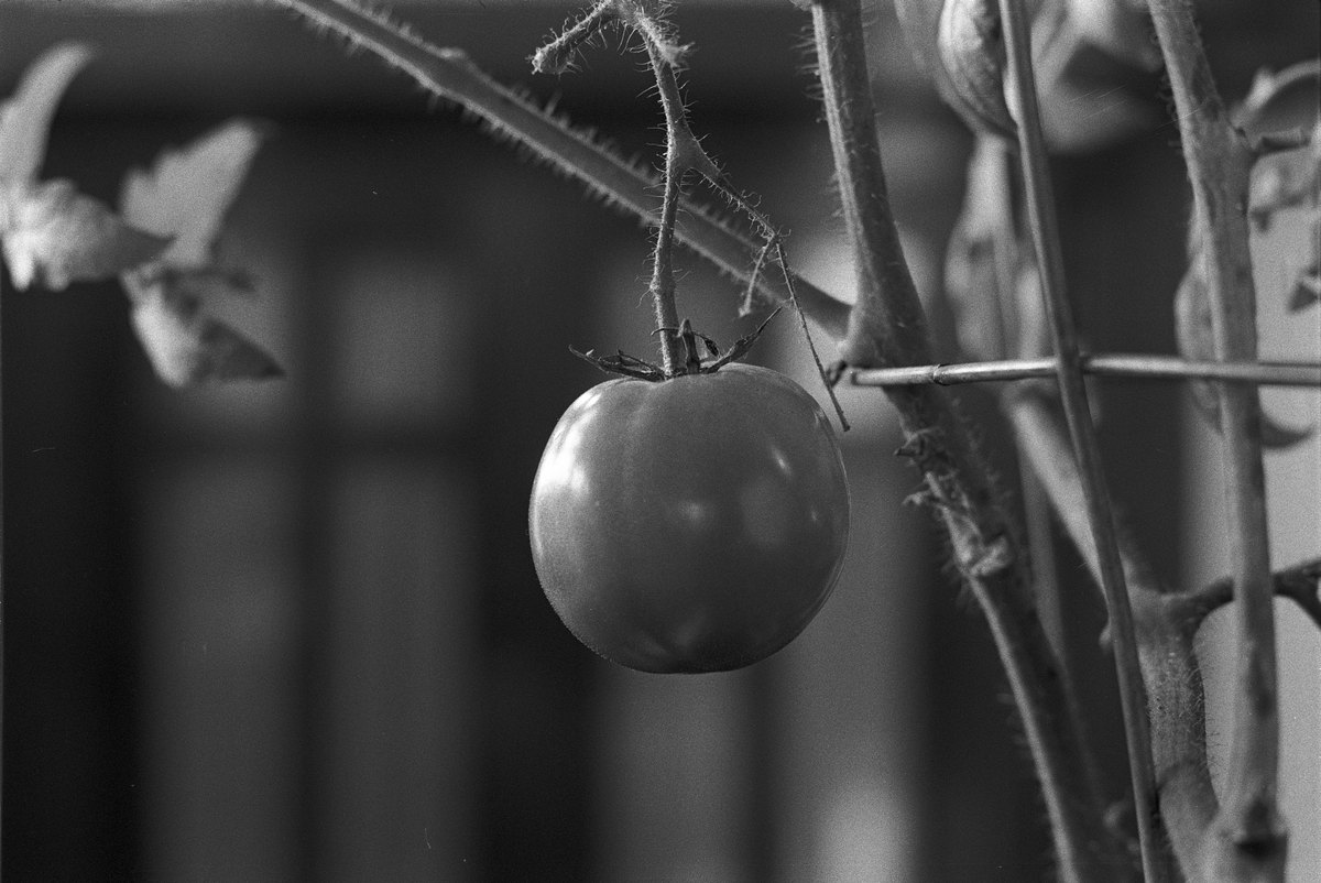 Tomato02-Vicksburg_20170128_resize.jpg