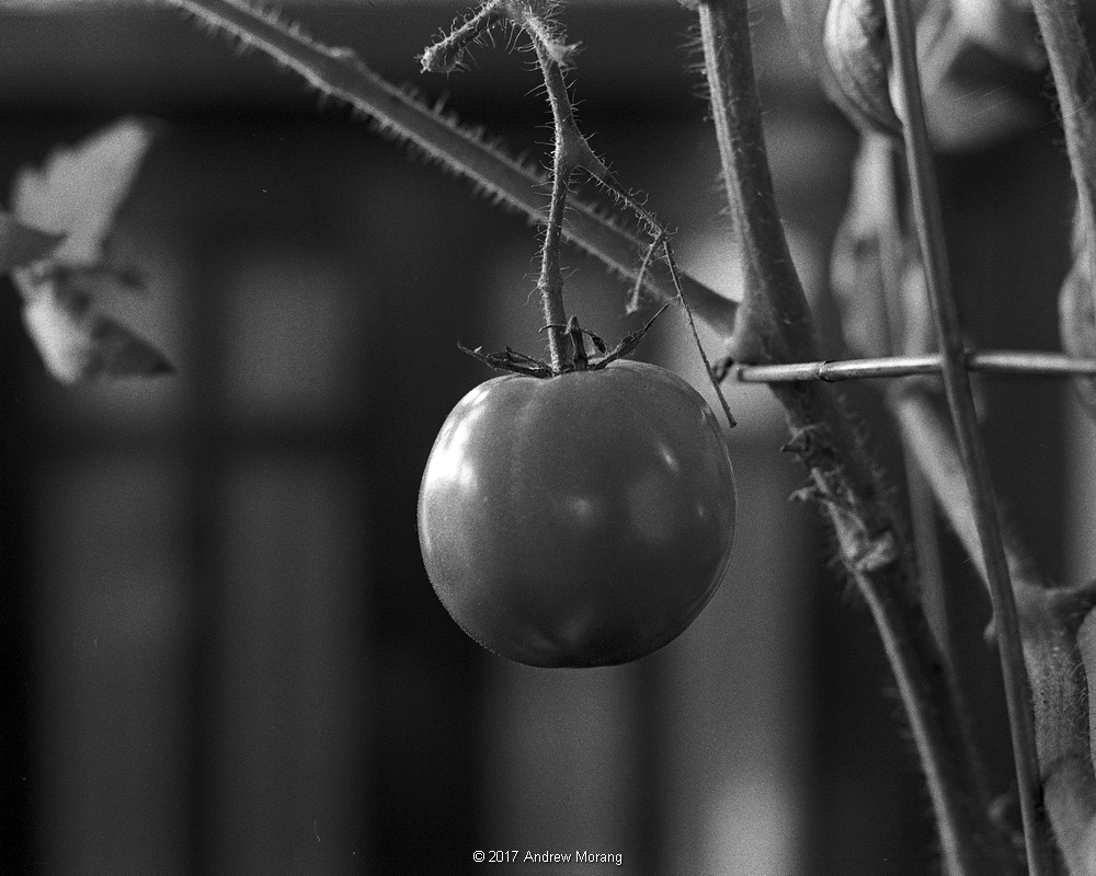 Tomato02-Vicksburg_20170128_resize.JPG
