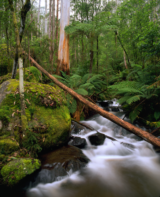 ToorongoRiverRainforest_Noojee.png