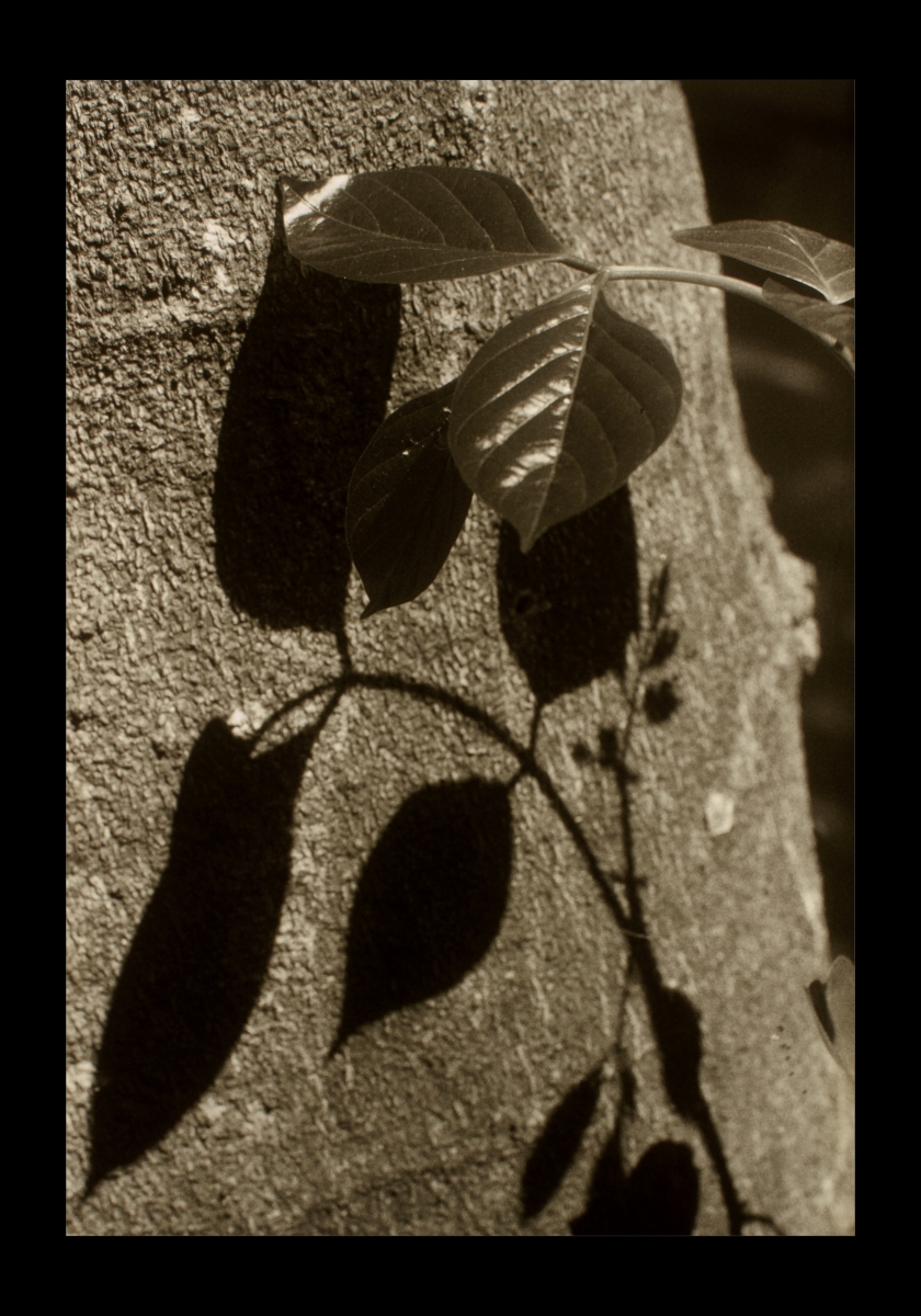 Tree-1-feb.jpg