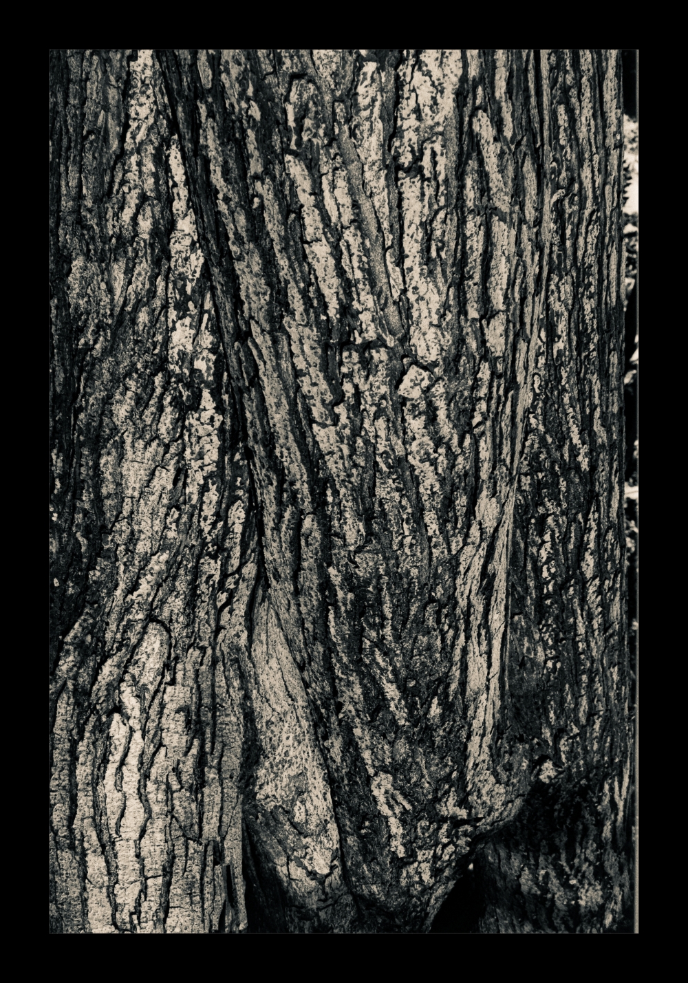 tree-1_small.jpg