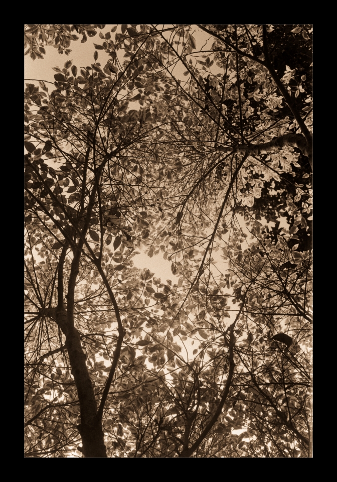 Tree-3.jpg