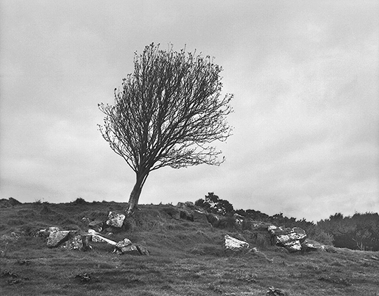 Tree Ireland 2b 5.jpg