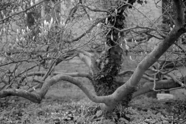 tree.jpg