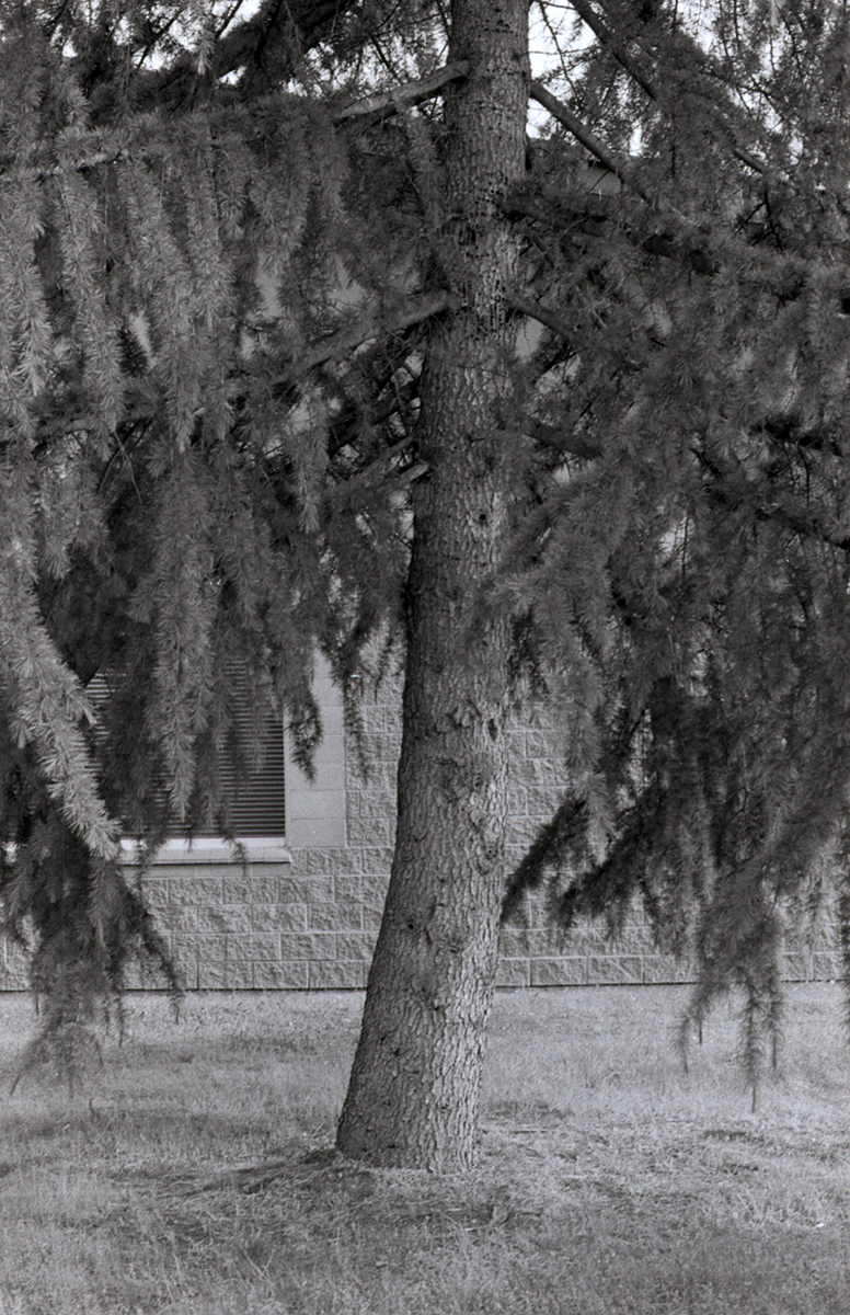 Tree.jpg