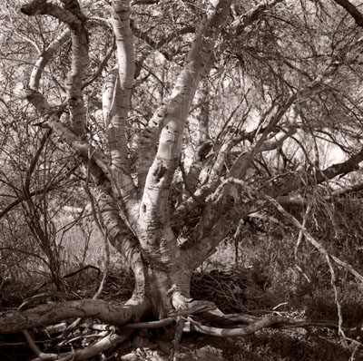 Tree.jpg