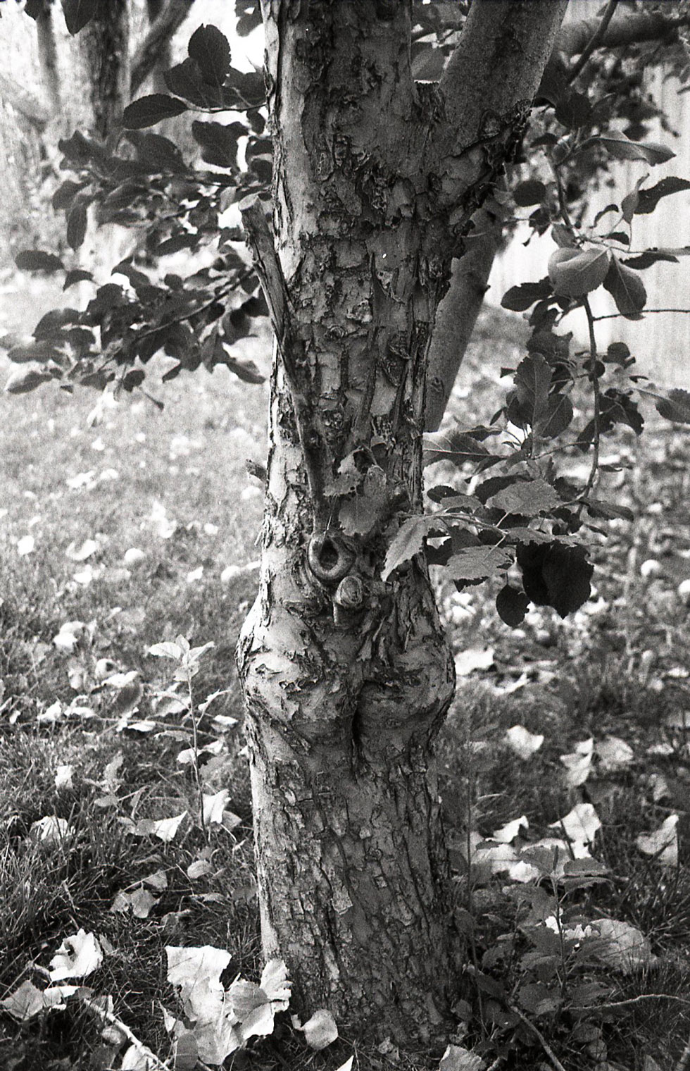 Tree.jpg