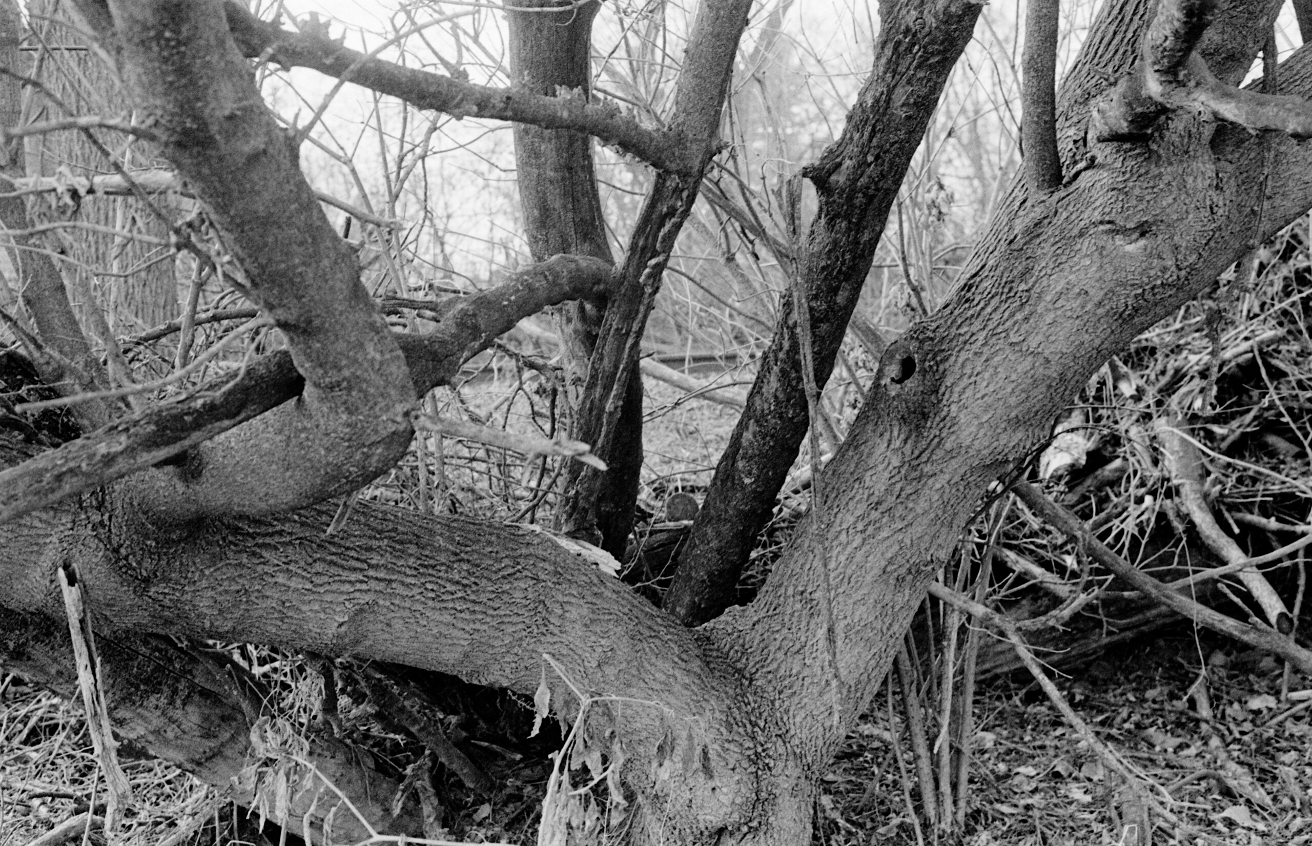tree.jpg