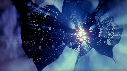 TREE-OF-LIFE-24-425x238(2).jpg