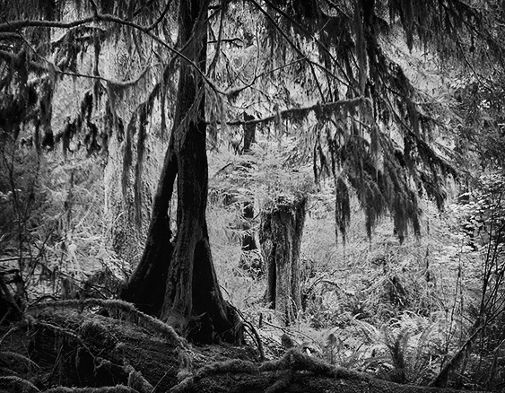 Tree, Olympic 2.jpg