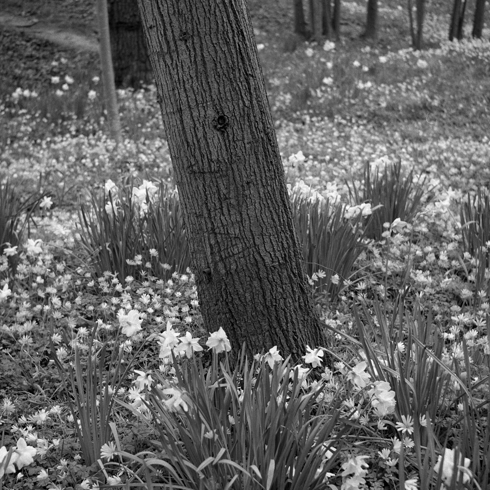 tree trunk+daffodils_cr.jpg