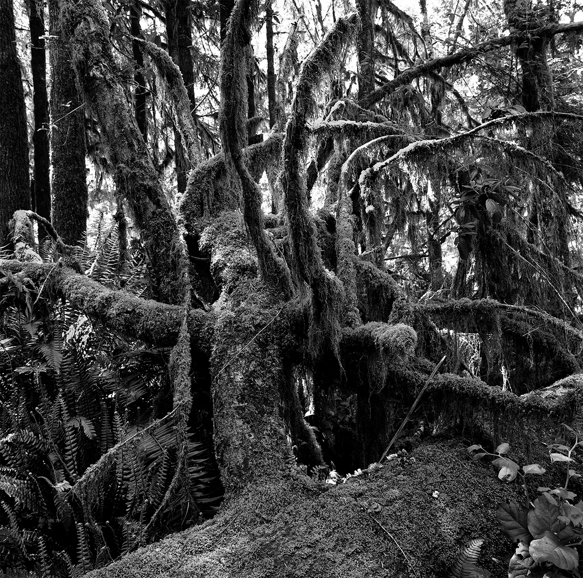 tree-trunk-quinault.jpg