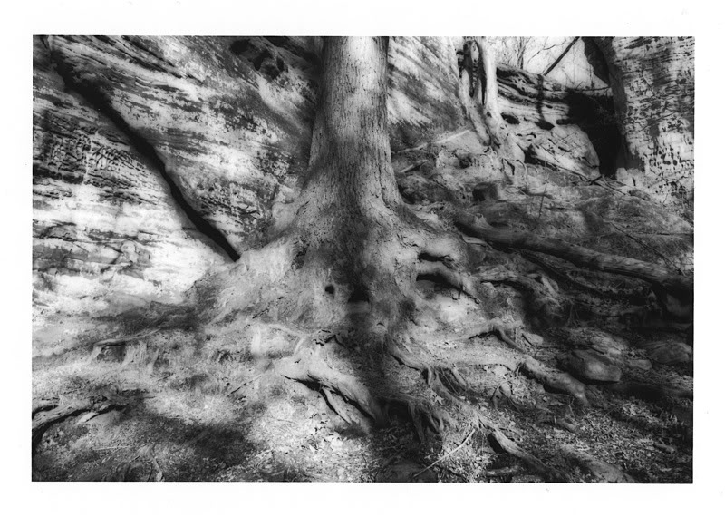 Tree1.jpg
