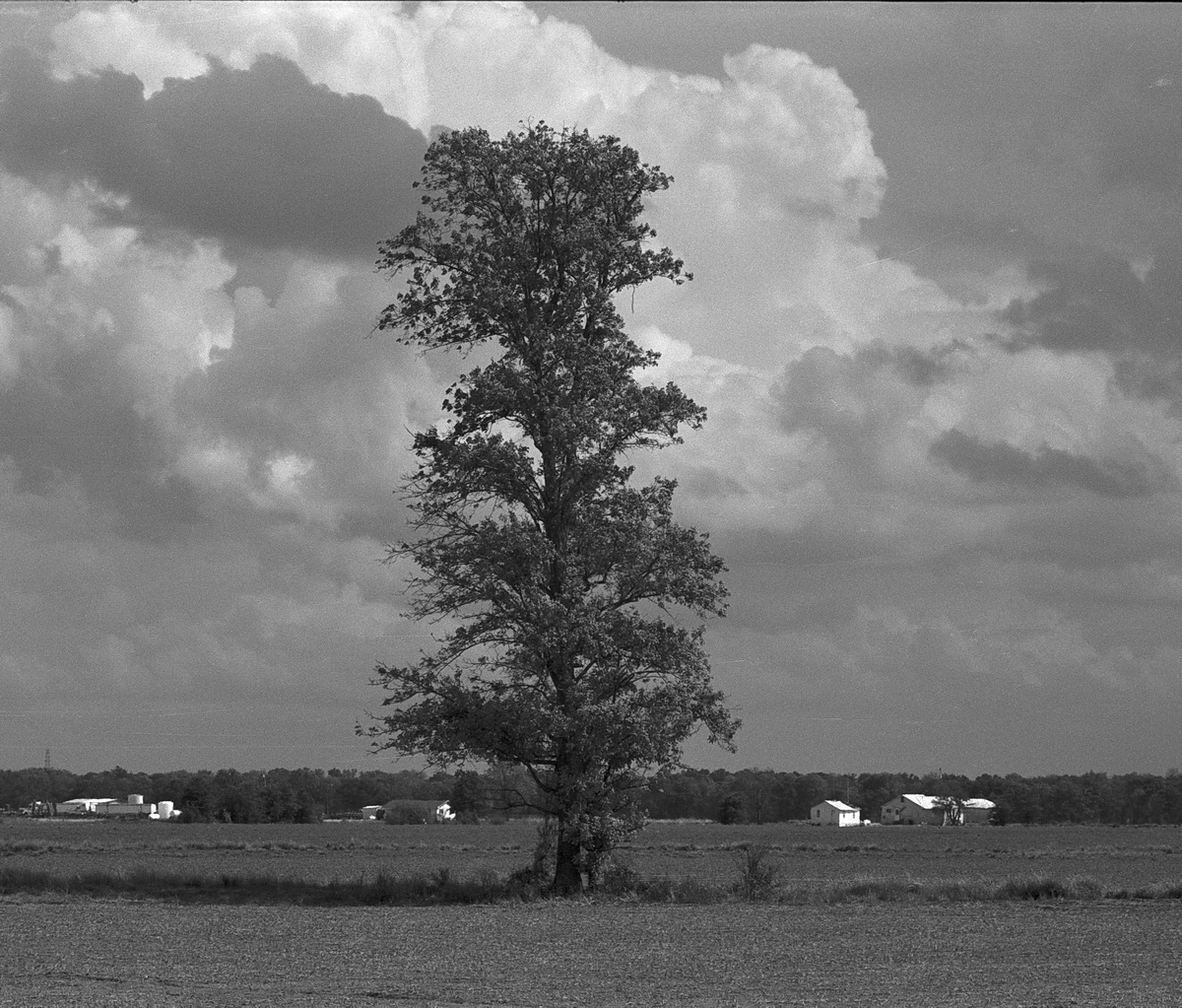 Tree_Rte32_WebbMS_20170416-orange_resize.JPG