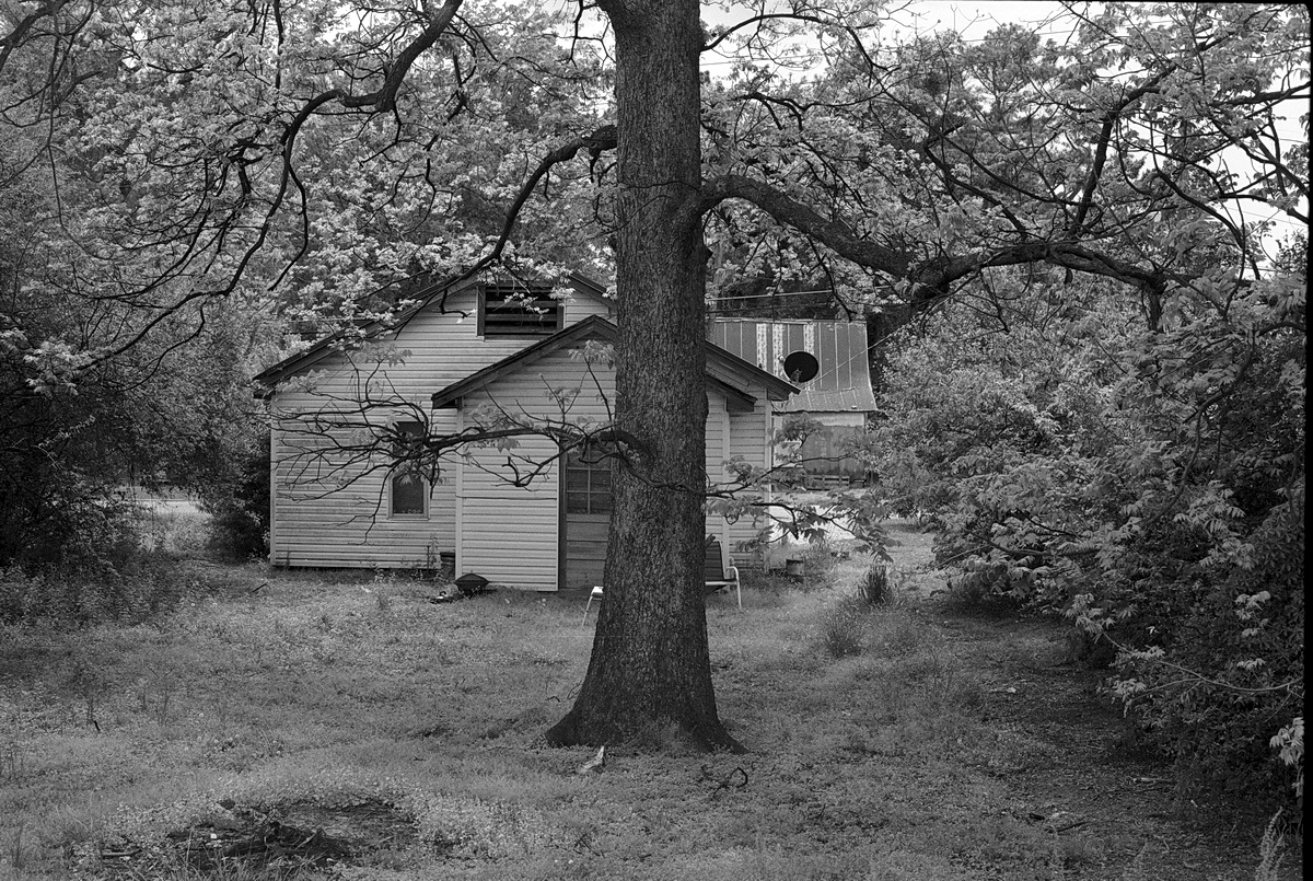 Tree_WebbMS_20170416_resize.JPG