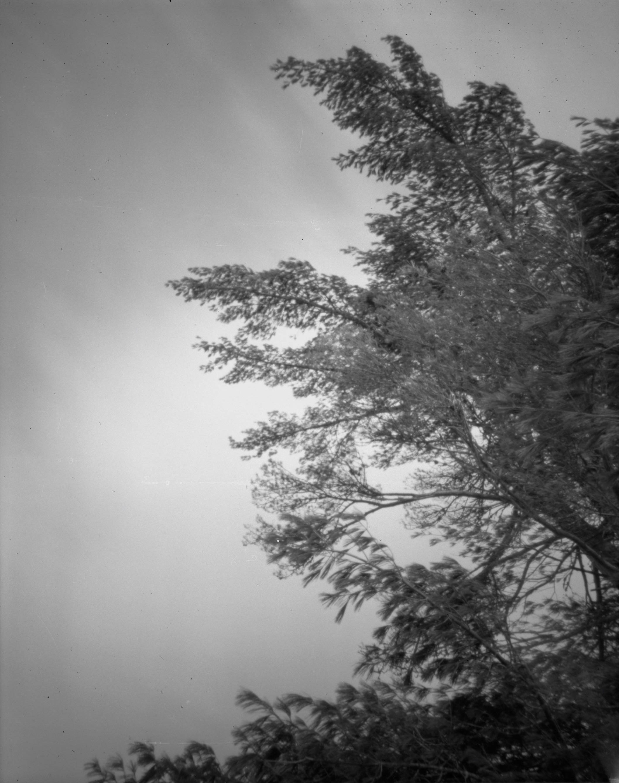 trees (1).jpg