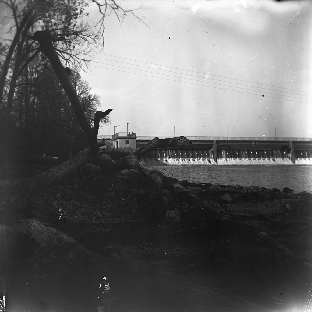 Trees by Dam.jpg