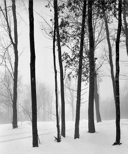 Trees in Fog 2d.jpg