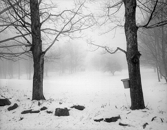 Trees in Fog 3a.jpg