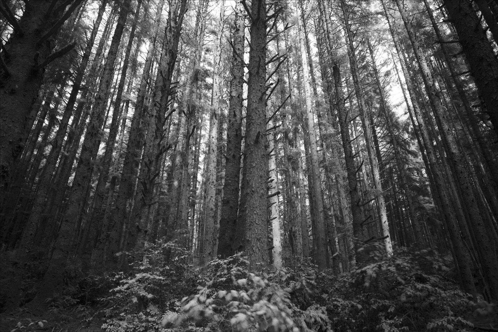 trees.jpg