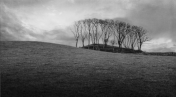 Trees, Scotland 1D.jpg