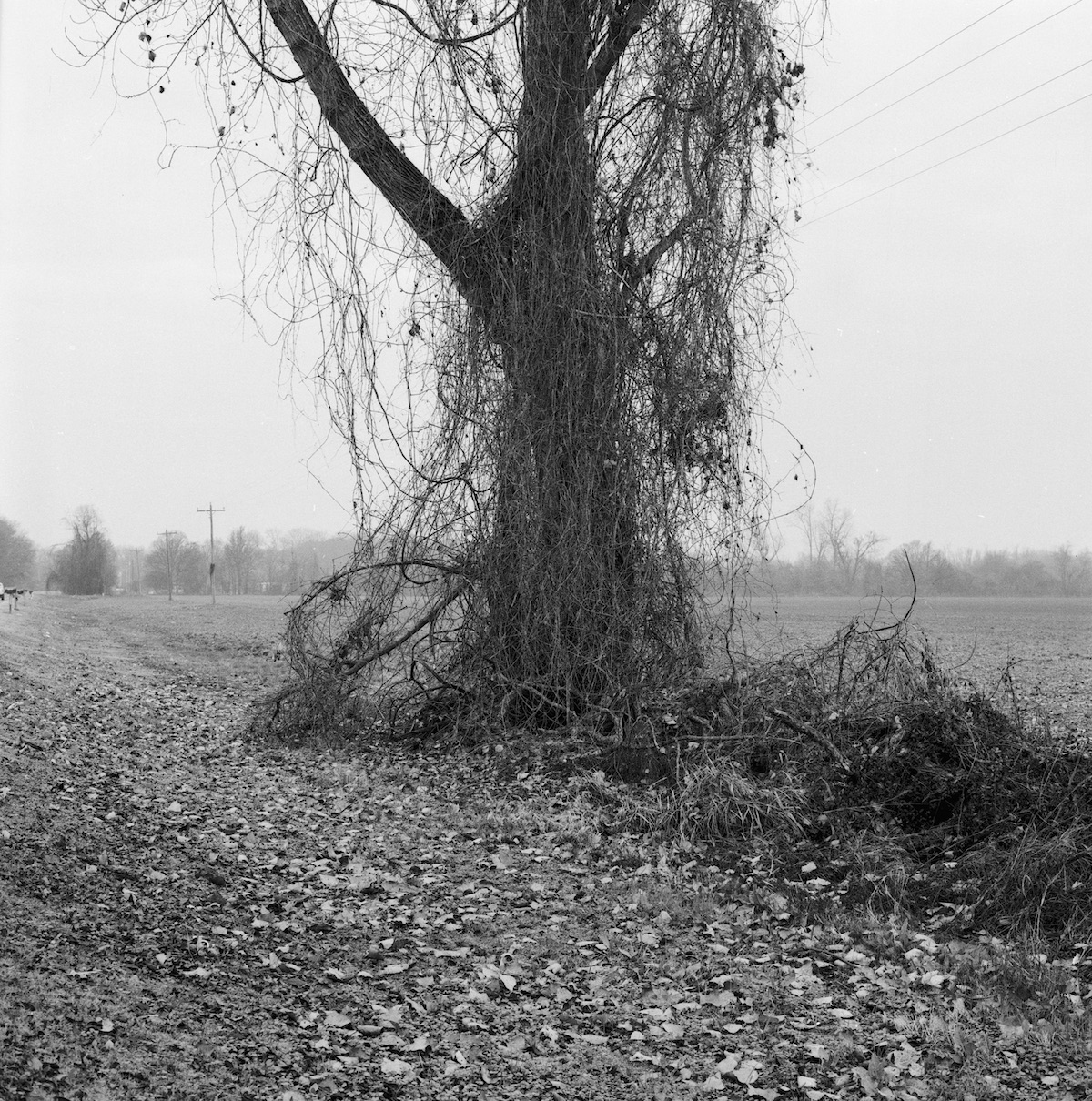 Trees01_EagleLake_20171222_resize.jpg