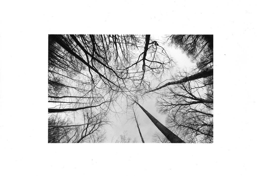 -Trees2.jpeg
