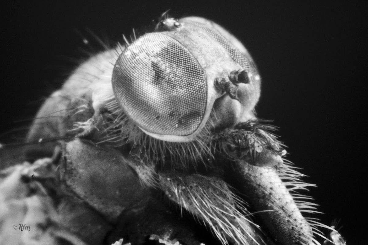 Tri-X Diptero Macro Extremo inverse 28 mm+tubos-2.jpg