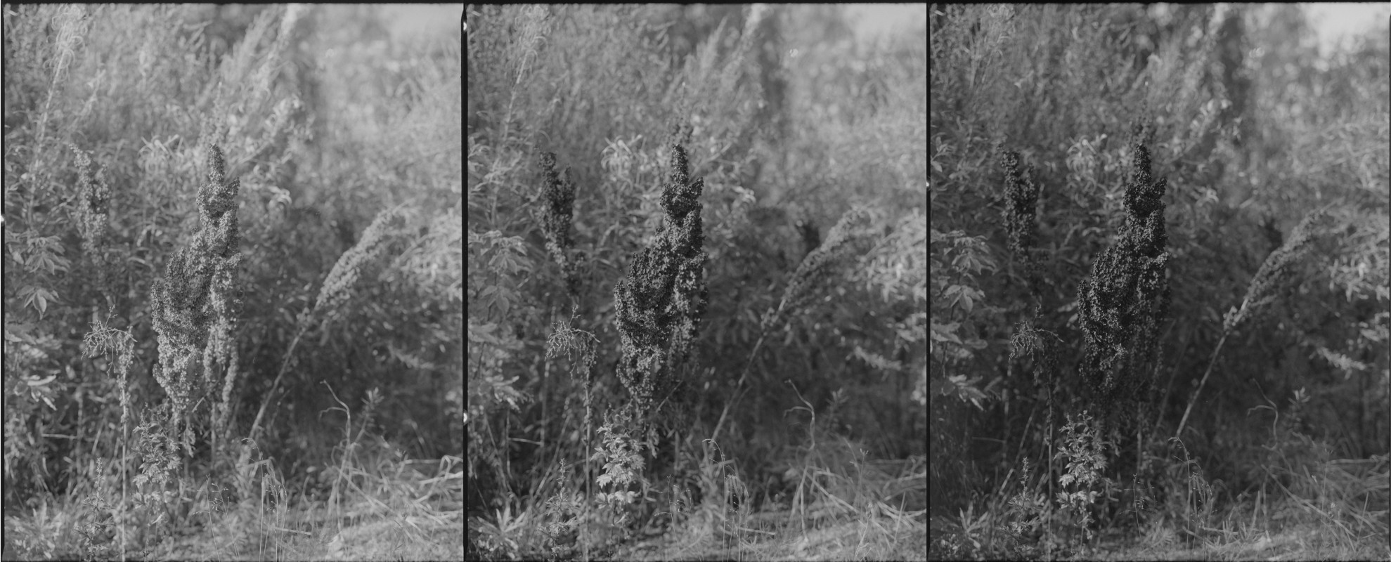 triptyykki2.jpg