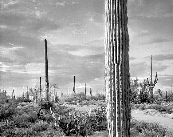 Tucson 6c.jpg