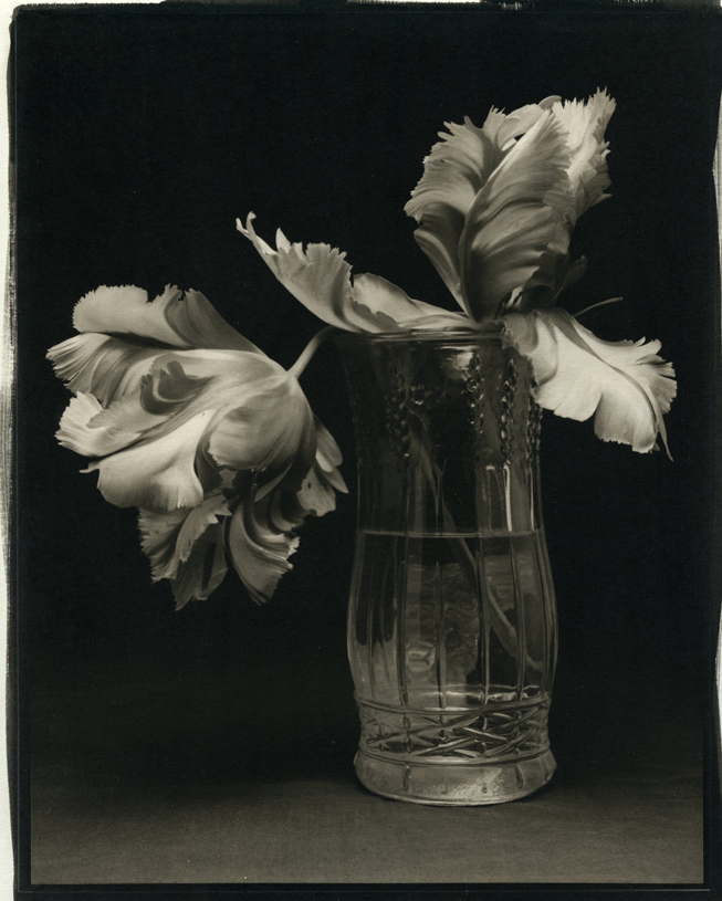 Tulips-1.jpg