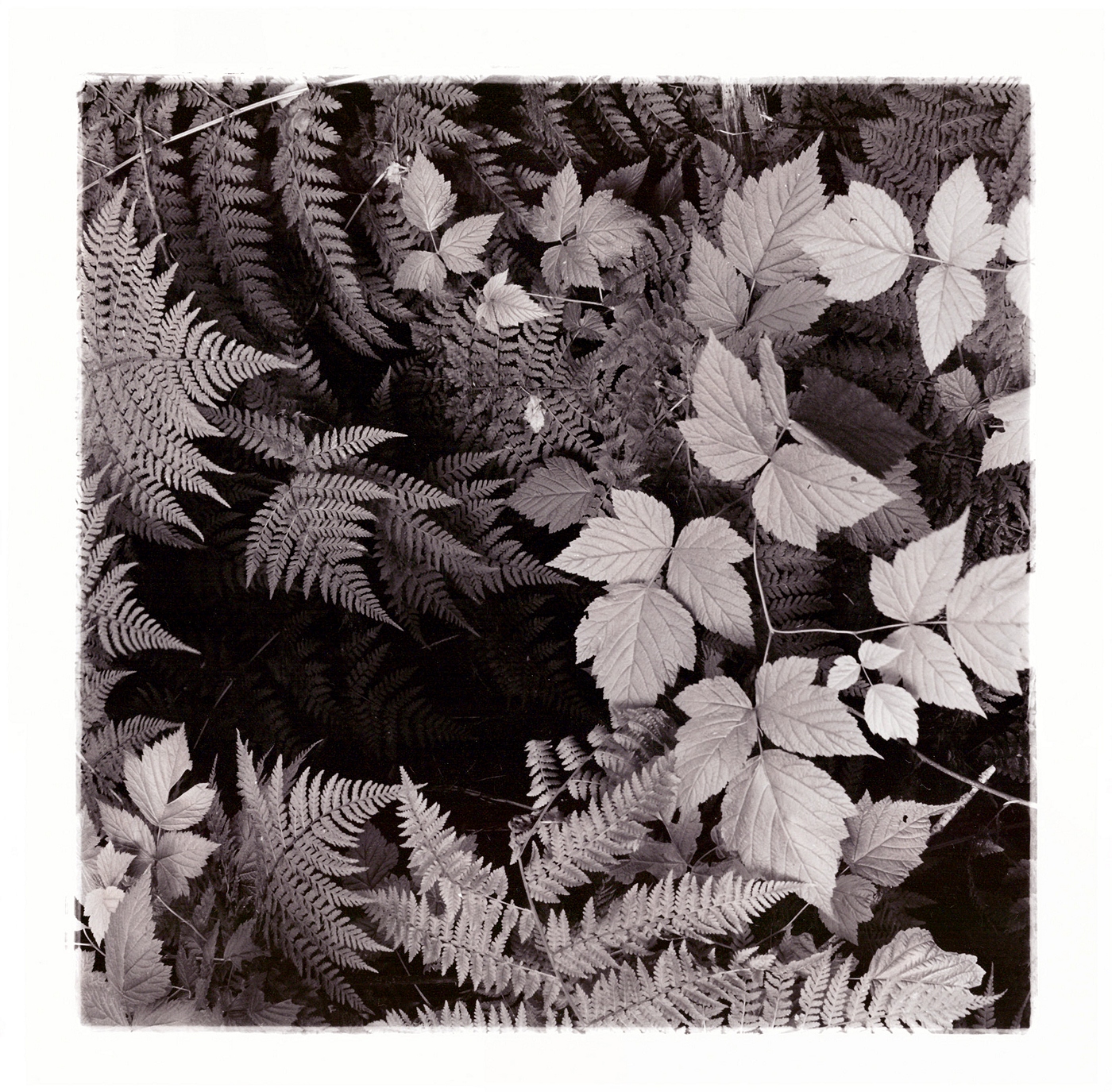 Tynehead Flora 2b-Matt King.jpg