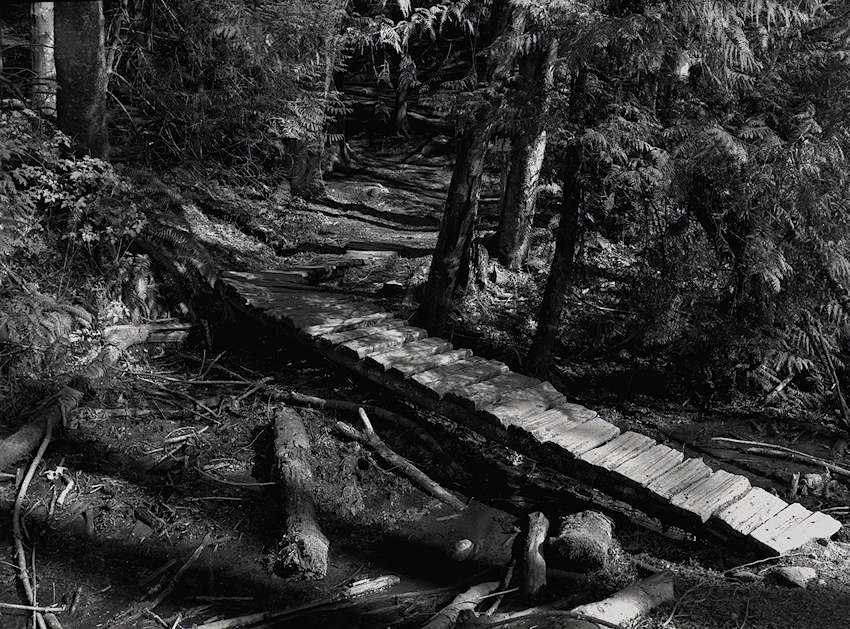 Up the Path-2016-03-31A-45_1.jpg