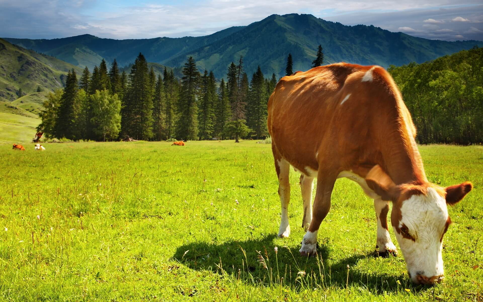 vache.jpg