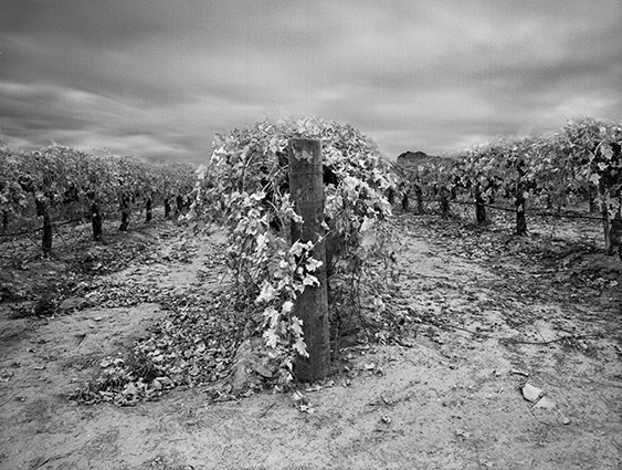 Vinyard C 3.jpg