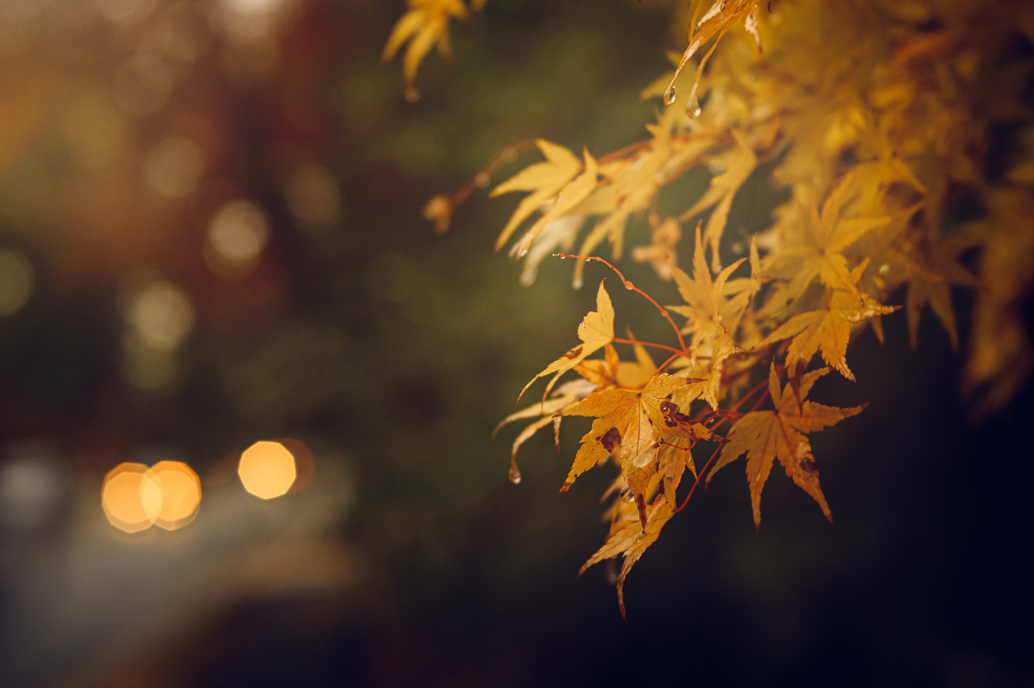 Web_October_22_2019_001.jpg