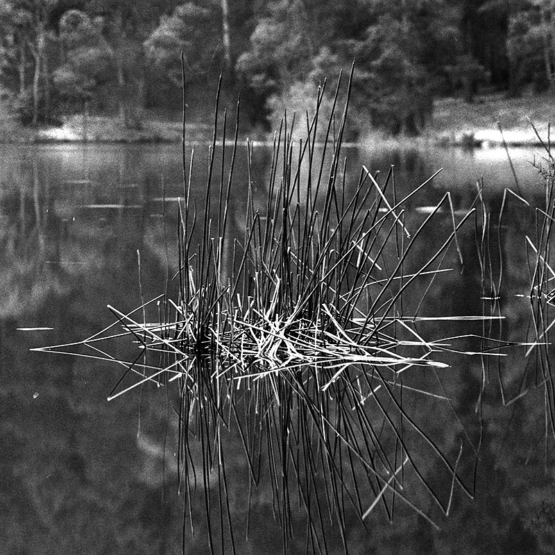 weeds.jpg