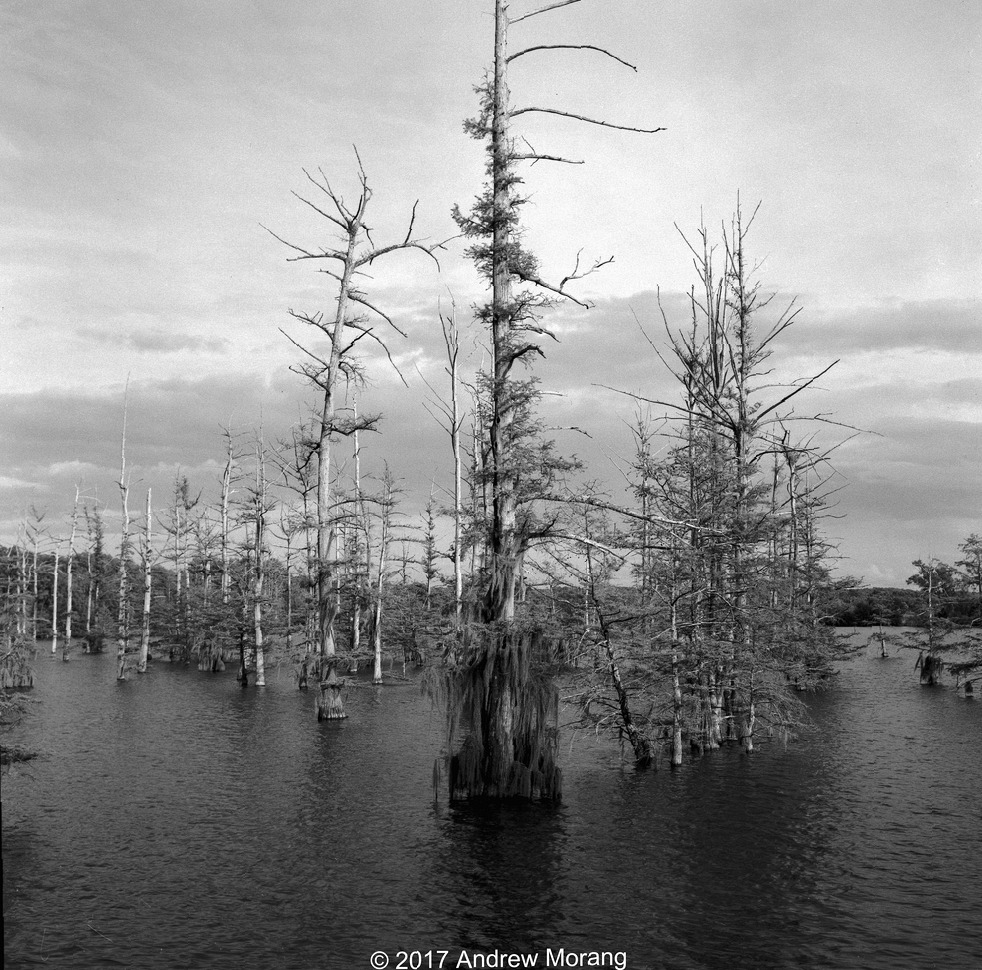 Wetland_YazooCity_20170416_cleaned_resized.jpg
