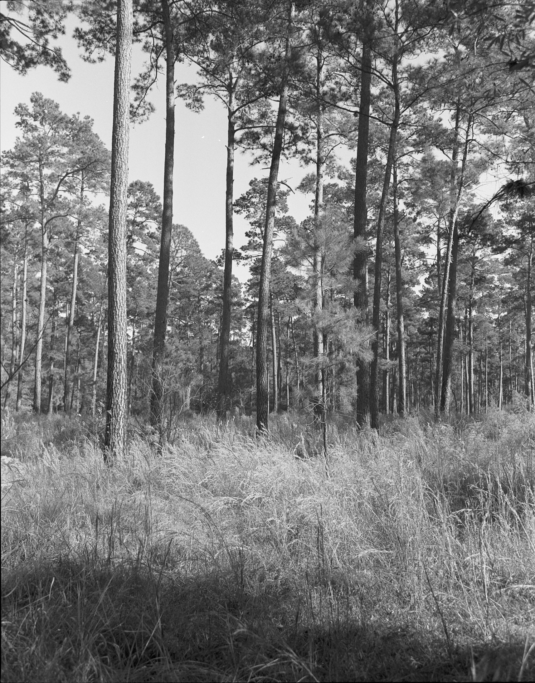 WG Jones Forest.jpg